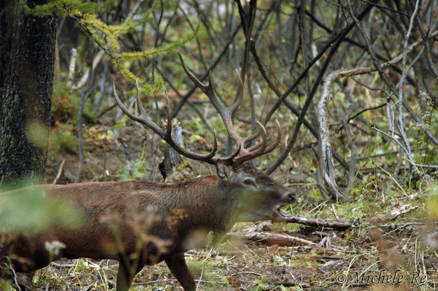 PASSIONE PER IL CERVO